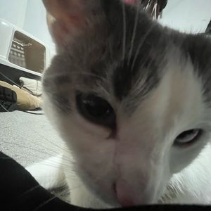 Meet your Posher, Zack